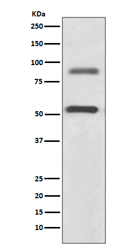 1 - Anti-DCAMKL1 Rabbit Monoclonal Antibody ABO13904