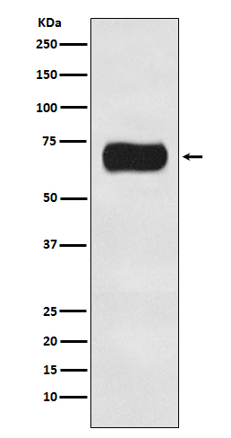 1 - Anti-Atg16L1/Atg16 Rabbit Monoclonal Antibody ABO13907
