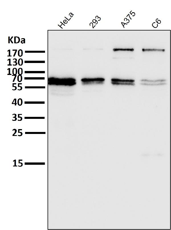 1 - Anti-Atg16L1/Atg16 Rabbit Monoclonal Antibody ABO13907