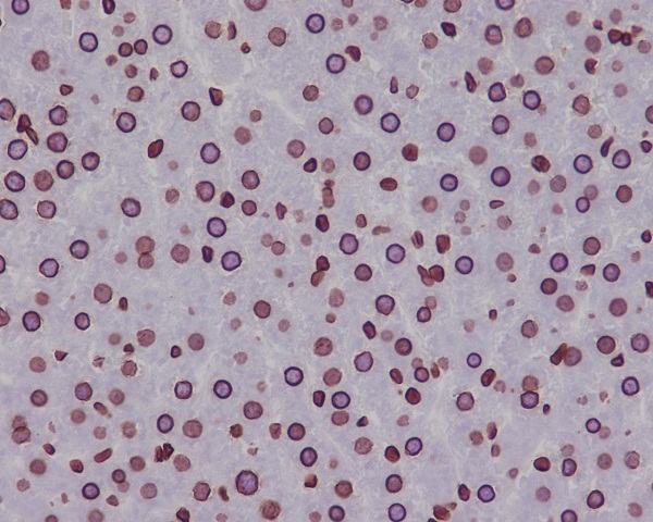 2 - Anti-Lamin B1 LMNB1 Rabbit Monoclonal Antibody ABO13908