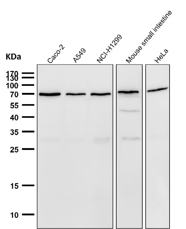 1 - Anti-Lamin B1 LMNB1 Rabbit Monoclonal Antibody ABO13908