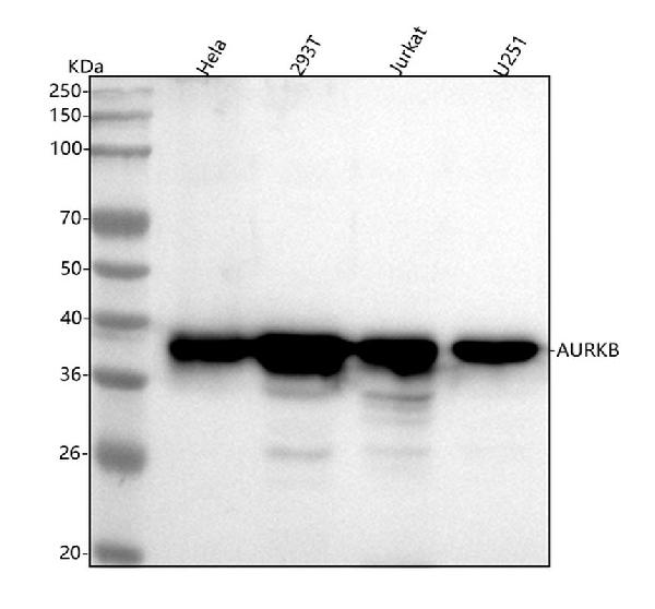 1 - Anti-Aurora B AURKB Rabbit Monoclonal Antibody ABO13909