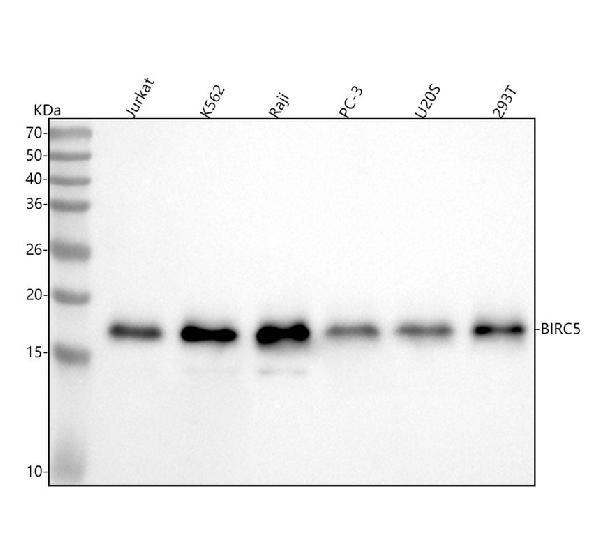 1 - Anti-Survivin BIRC5 Rabbit Monoclonal Antibody ABO13912