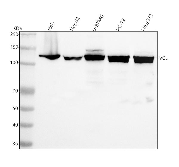 1 - Anti-Vinculin VCL Rabbit Monoclonal Antibody ABO13914