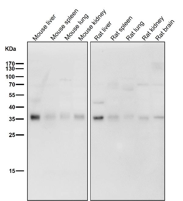 1 - Anti-Torsin A TOR1A Rabbit Monoclonal Antibody ABO13915