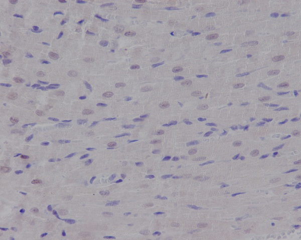 2 - Anti-p95/NBS1 NBN Rabbit Monoclonal Antibody ABO13919