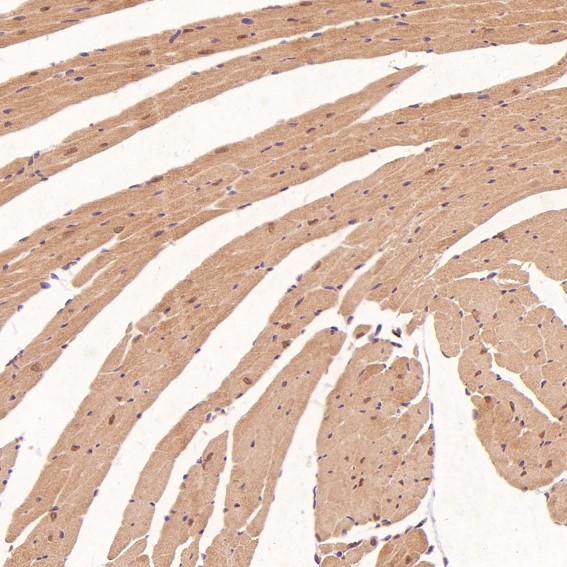 2 - Anti-p95/NBS1 NBN Rabbit Monoclonal Antibody ABO13919