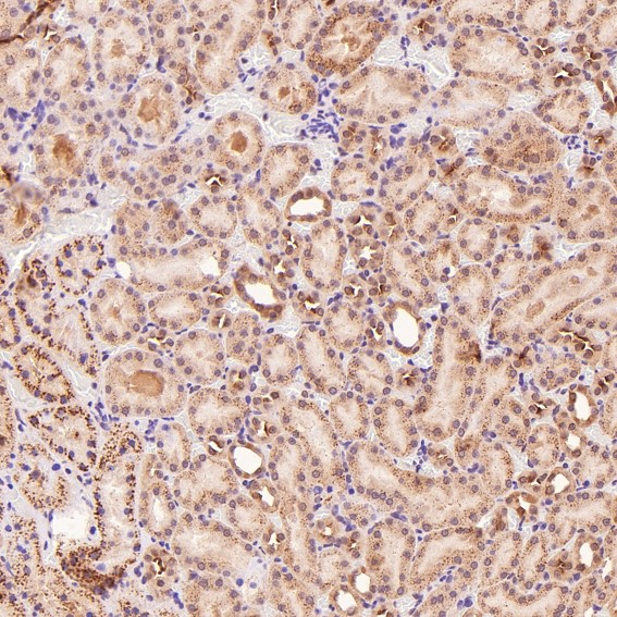 2 - Anti-p95/NBS1 NBN Rabbit Monoclonal Antibody ABO13919