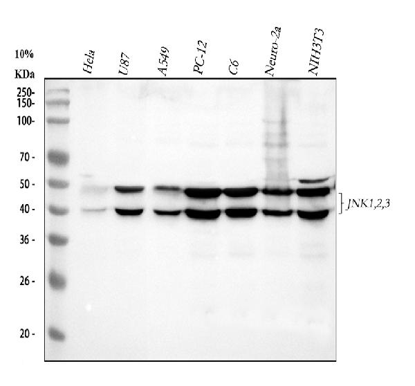 1 - Anti-JNK1/2/3 MAPK8 Rabbit Monoclonal Antibody ABO13920