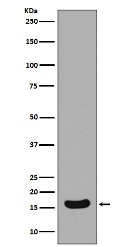 1 - Anti-Survivin Birc5 Rabbit Monoclonal Antibody ABO13921