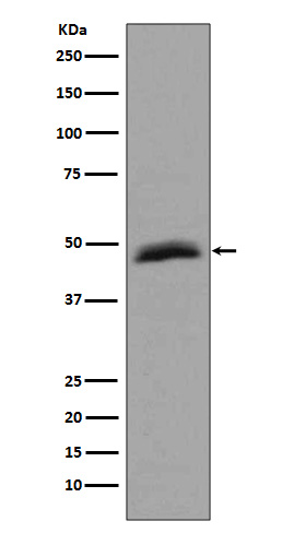1 - Anti-Aurora A AURKA Rabbit Monoclonal Antibody ABO13922