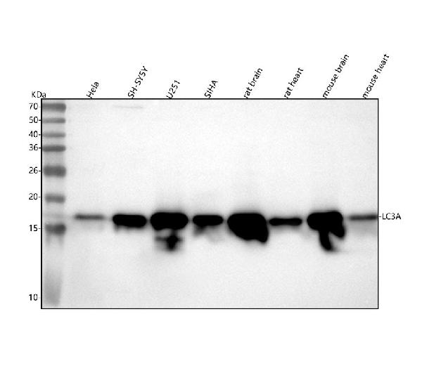 1 - Anti-MAP1LC3A/Lc3A Rabbit Monoclonal Antibody ABO13923