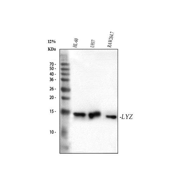1 - Anti-Lysozyme LYZ Rabbit Monoclonal Antibody ABO13924