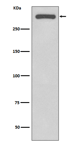 1 - Anti-DNA-PKcs PRKDC Rabbit Monoclonal Antibody ABO13926