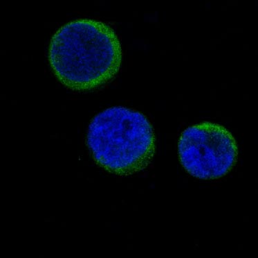 3 - Anti-Ferritin FTH1 Rabbit Monoclonal Antibody ABO13928