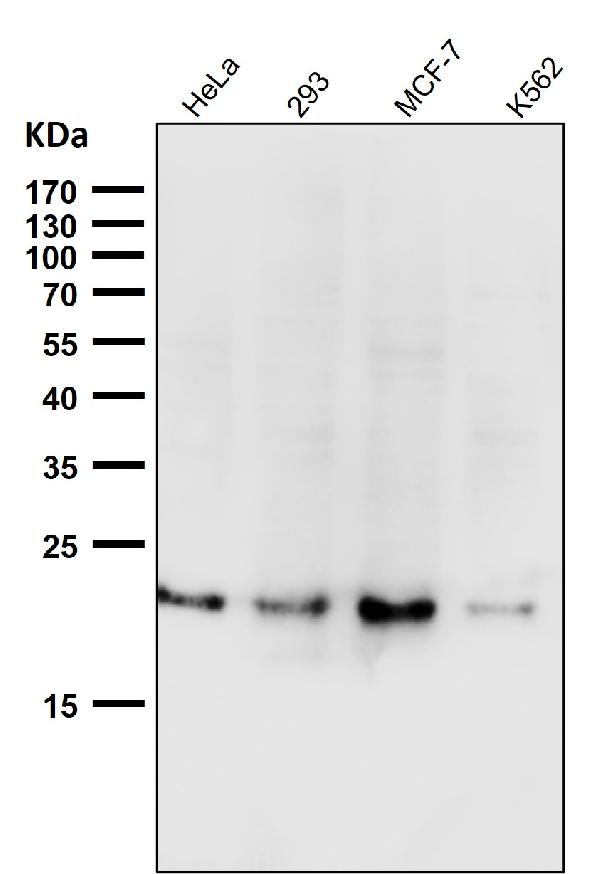 1 - Anti-Ferritin FTH1 Rabbit Monoclonal Antibody ABO13928