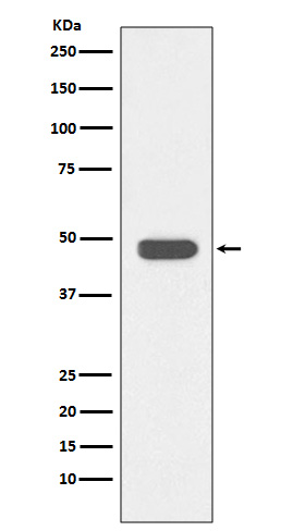 1 - Anti-IKB beta Rabbit Monoclonal Antibody ABO13929