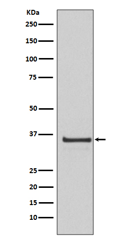 1 - Anti-Cyclin H Rabbit Monoclonal Antibody ABO13933