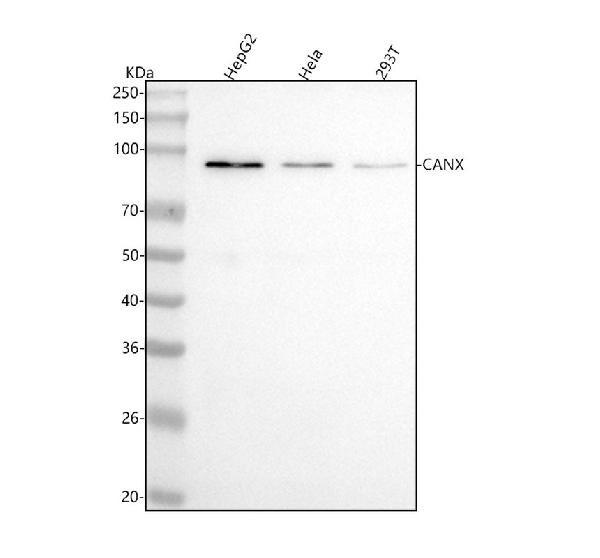 1 - Anti-Calnexin CANX Rabbit Monoclonal Antibody ABO13934