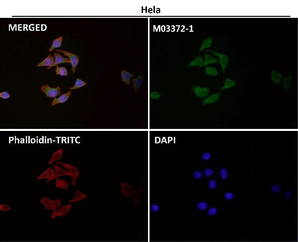 1 - Anti-Calnexin CANX Rabbit Monoclonal Antibody ABO13934