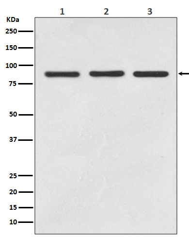 1 - Anti-STAT5A/B Rabbit Monoclonal Antibody ABO13935