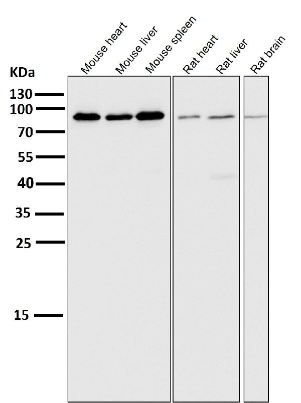 1 - Anti-STAT5A/B Rabbit Monoclonal Antibody ABO13935