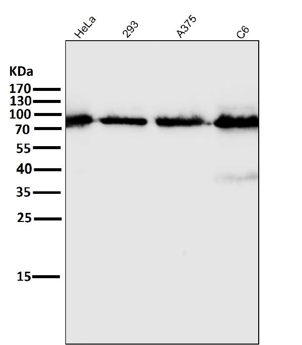 1 - Anti-STAT5A/B Rabbit Monoclonal Antibody ABO13935
