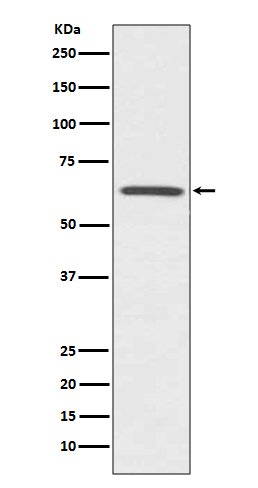 1 - Anti-CDC42EP1/Mse55 Rabbit Monoclonal Antibody ABO13937