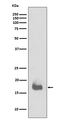 1 - Anti-IL1 beta Rabbit Monoclonal Antibody ABO13938