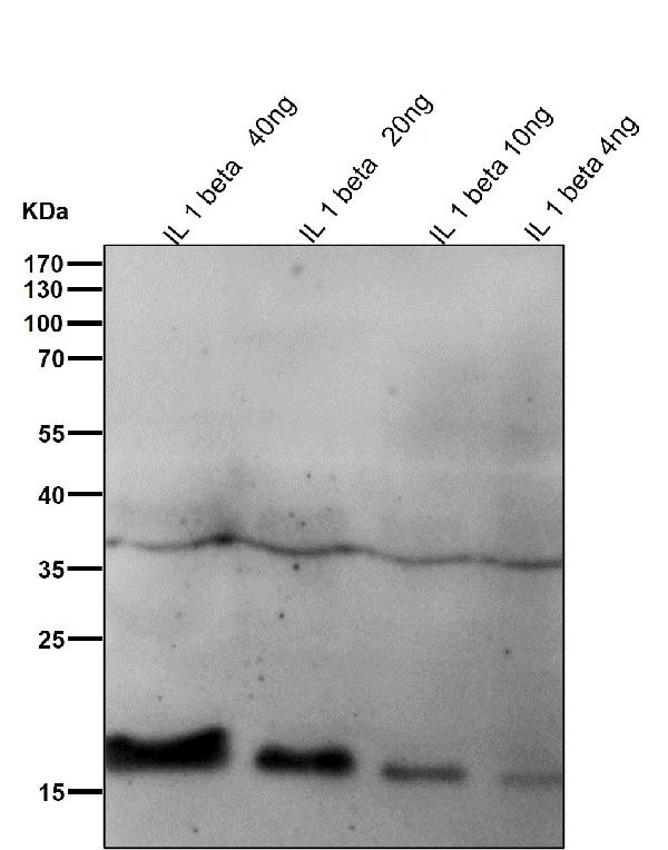 1 - Anti-IL1 beta Rabbit Monoclonal Antibody ABO13938
