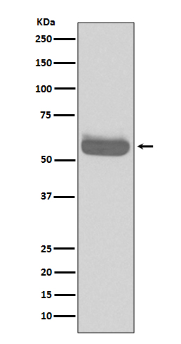 1 - Anti-Occludin OCLN Rabbit Monoclonal Antibody ABO13939