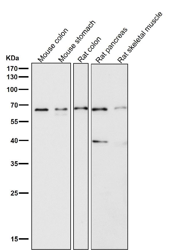 1 - Anti-Occludin OCLN Rabbit Monoclonal Antibody ABO13939