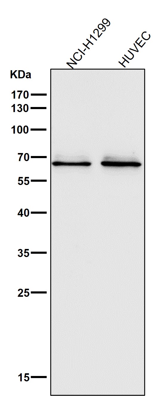 1 - Anti-Occludin OCLN Rabbit Monoclonal Antibody ABO13939