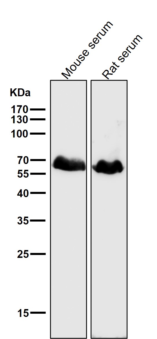 1 - Anti-Occludin OCLN Rabbit Monoclonal Antibody ABO13939