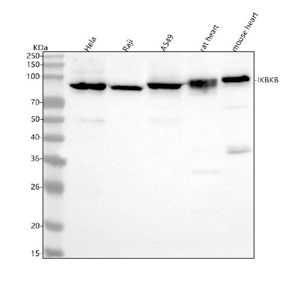 1 - Anti-IKK beta IKBKB Rabbit Monoclonal Antibody ABO13941