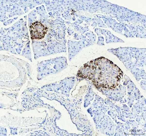 2 - Anti-Glucagon GCG Rabbit Monoclonal Antibody ABO13942