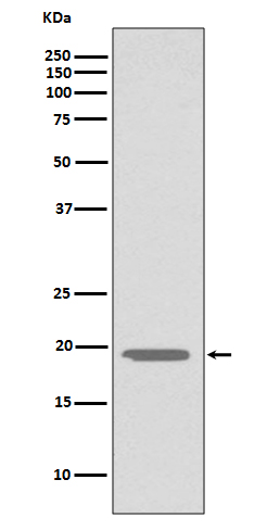 1 - Anti-Glucagon GCG Rabbit Monoclonal Antibody ABO13942