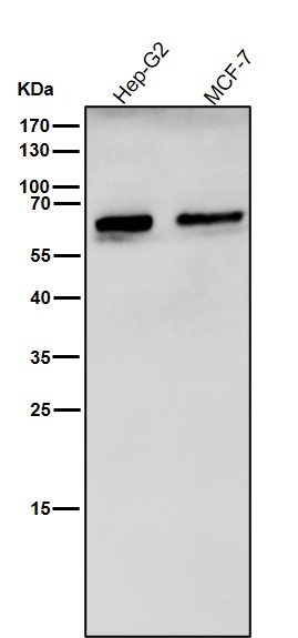 1 - Anti-Catalase Rabbit Monoclonal Antibody ABO13944