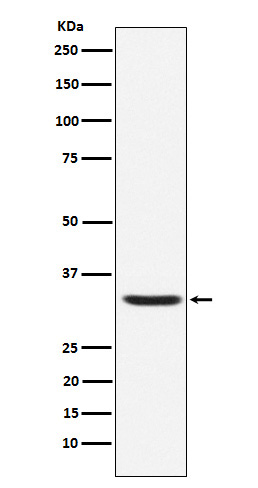 1 - Anti-Hepcidin HAMP Rabbit Monoclonal Antibody ABO13945