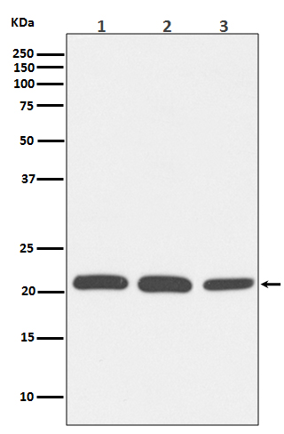 1 - Anti-Rac1/2/3 Rabbit Monoclonal Antibody ABO13946