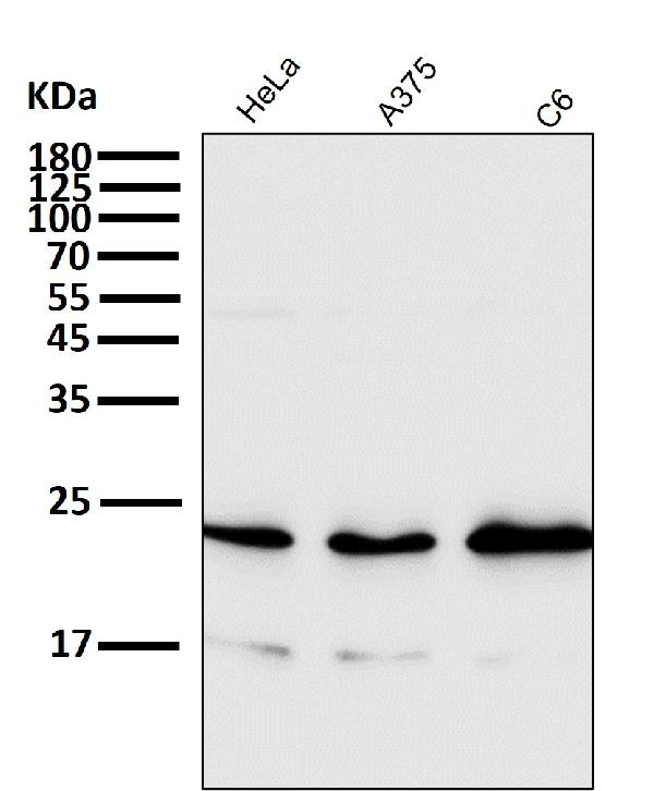 1 - Anti-Rac1/2/3 Rabbit Monoclonal Antibody ABO13946