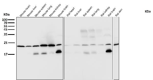 1 - Anti-Rac1/2/3 Rabbit Monoclonal Antibody ABO13946