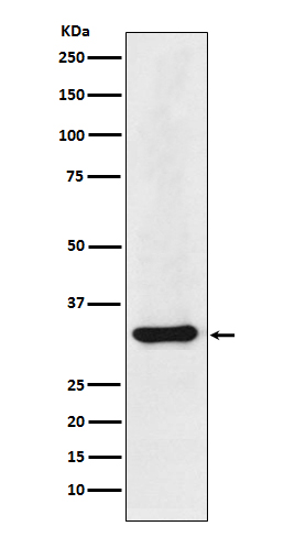 1 - Anti-hnRNP A1 Rabbit Monoclonal Antibody ABO13947