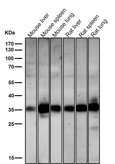 1 - Anti-hnRNP A1 Rabbit Monoclonal Antibody ABO13947