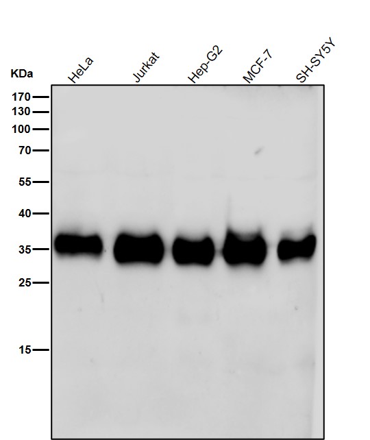 1 - Anti-hnRNP A1 Rabbit Monoclonal Antibody ABO13947