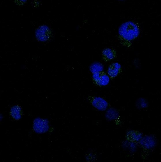 3 - Anti-Caspase-8 Rabbit Monoclonal Antibody ABO13950