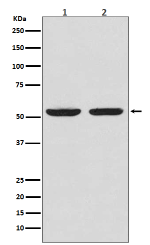 1 - Anti-Caspase-8 Rabbit Monoclonal Antibody ABO13950