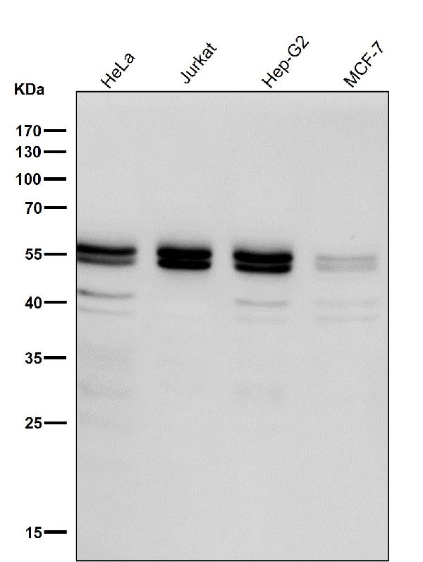 1 - Anti-Caspase-8 Rabbit Monoclonal Antibody ABO13950