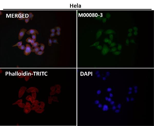 1 - Anti-Caspase-9 CASP9 Rabbit Monoclonal Antibody ABO13951