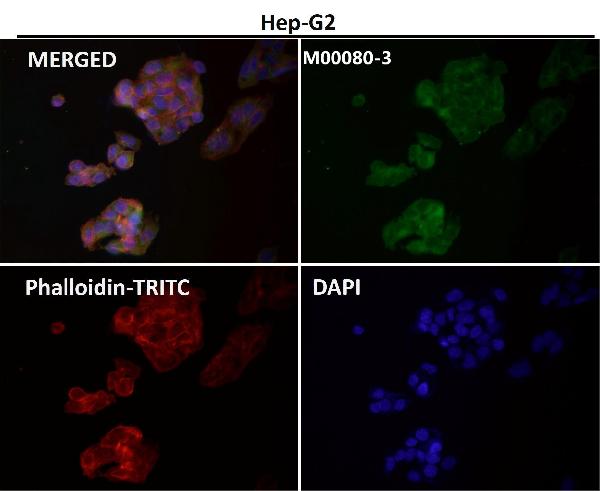 1 - Anti-Caspase-9 CASP9 Rabbit Monoclonal Antibody ABO13951